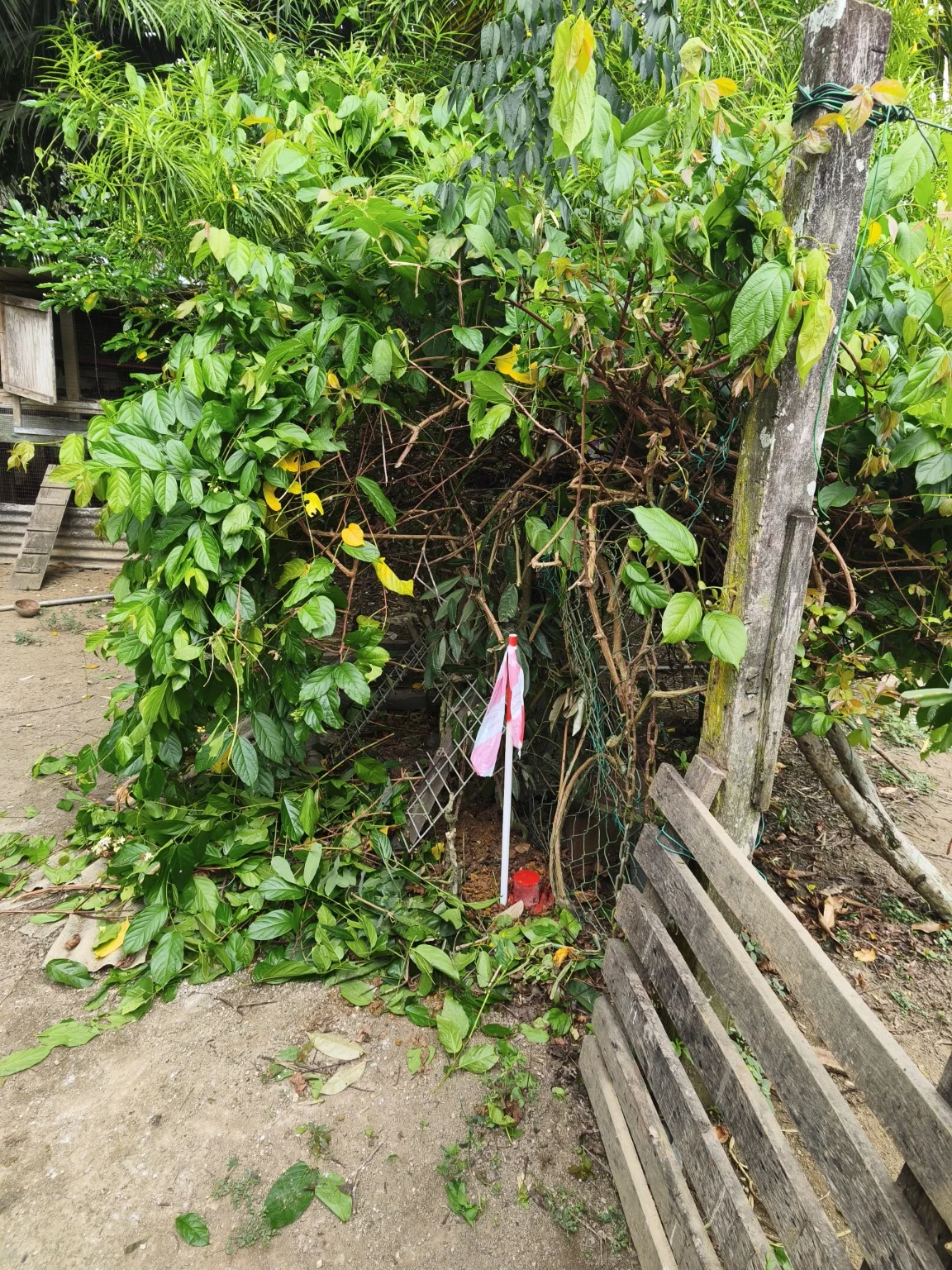 An existing boundary mark identified near vegetation and a fence